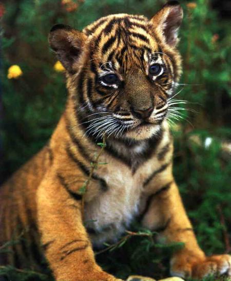 bébé tigre